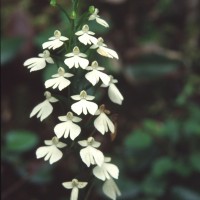 Habenaria plantaginea Lindl.